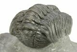 Austerops Trilobite - Visible Eye Facets #259596-5